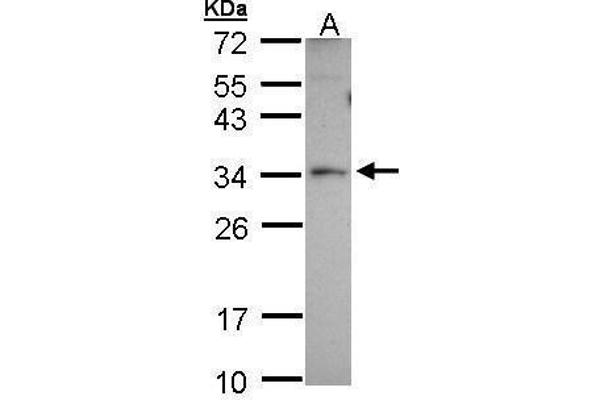 PEX26 Antikörper