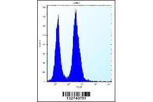 Flow cytometric analysis of Jurkat cells (right histogram) compared to a negative control cell (left histogram). (SSR2 Antikörper  (C-Term))