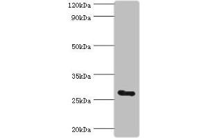 Western blot All lanes: C14orf166 antibody at 6 μg/mL + Mouse lung tissue Secondary Goat polyclonal to rabbit IgG at 1/10000 dilution Predicted band size: 28 kDa Observed band size: 28 kDa (UPF0568 Protein C14orf166 (RTRAF) (AA 1-244) Antikörper)