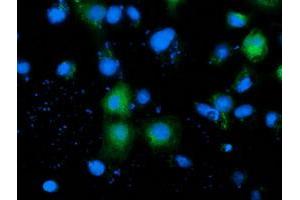 Anti-ADH1B mouse monoclonal antibody (ABIN2454478) immunofluorescent staining of COS7 cells transiently transfected by pCMV6-ENTRY ADH1B (RC205391). (ADH1B Antikörper)