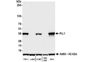 Western Blotting (WB) image for anti-Spleen Focus Forming Virus (SFFV) Proviral Integration Oncogene Spi1 (SPI1) (AA 1-50) antibody (ABIN7453984)