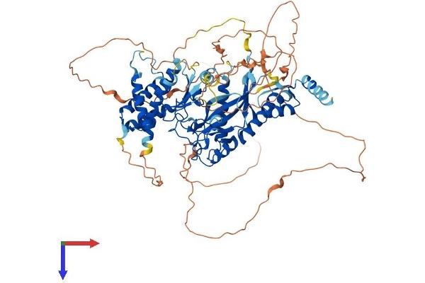 TTLL3 Protein (AA 1-772) (His tag)
