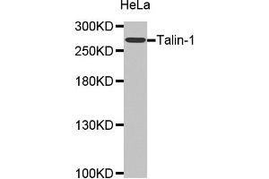Western Blotting (WB) image for anti-Talin 1 (TLN1) antibody (ABIN1875105) (TLN1 Antikörper)