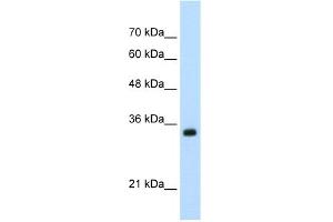 WB Suggested Anti-APOBEC3D Antibody Titration:  0. (APOBEC3D Antikörper  (N-Term))
