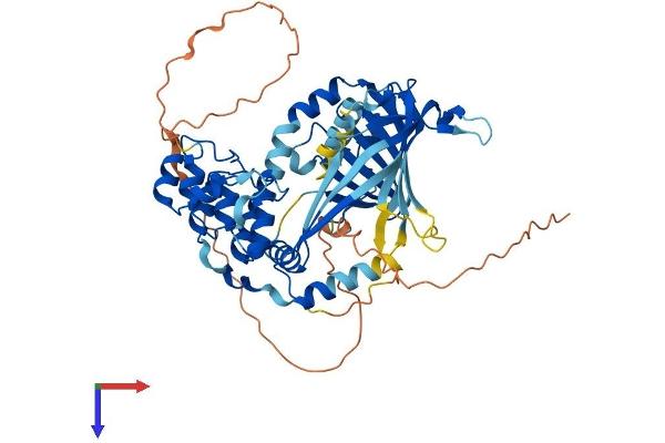 ANKRD13C Protein (AA 1-541) (His tag)