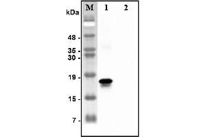 Western blot analysis of recombinant human CTRPs using anti-CTRP7 (human), pAb  at 1:4,000 dilution. (CTRP7 Antikörper)
