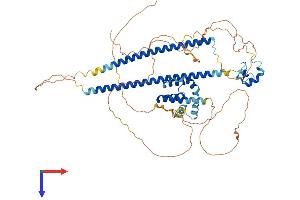 CBFA2T2 Protein (AA 1-594) (His tag)