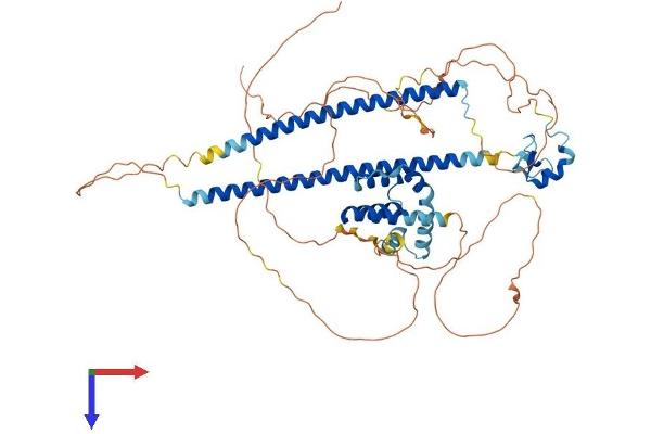 CBFA2T2 Protein (AA 1-594) (His tag)