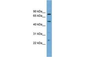 Image no. 1 for anti-Transcription Factor EB (TFEB) (AA 395-444) antibody (ABIN6745235) (TFEB Antikörper  (AA 395-444))