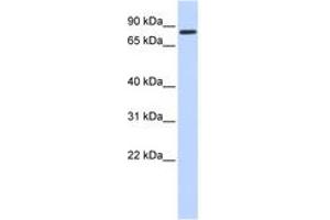 Image no. 1 for anti-Angiomotin (AMOT) (AA 108-157) antibody (ABIN6742508) (Angiomotin Antikörper  (AA 108-157))