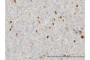 Immunoperoxidase of monoclonal antibody to FGF1 on formalin-fixed paraffin-embedded human spleen. (FGF1 Antikörper  (AA 46-155))