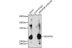 Immunoprecipitation analysis of 200 μg extracts of 293T cells, using 3 μg NDUF antibody (ABIN6132401, ABIN6144467, ABIN6144468 and ABIN6215694). (NDUFA8 Antikörper  (AA 33-172))