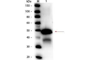 Western Blot of Rabbit anti-Ovalbumin Peroxidase Conjugated Antibody. (Ovalbumin Antikörper  (HRP))