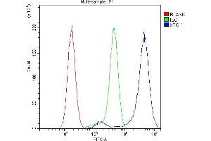 Flow Cytometry analysis of U87 cells using anti-CRM1 antibody (ABIN4886771).