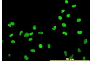 Image no. 2 for anti-High Mobility Group Box 2 (HMGB2) (AA 1-196) antibody (ABIN466037) (HMGB2 Antikörper  (AA 1-196))