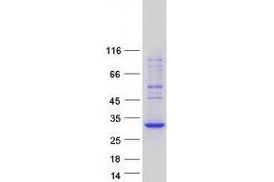 Validation with Western Blot (BCAS4 Protein (Transcript Variant 1) (Myc-DYKDDDDK Tag))