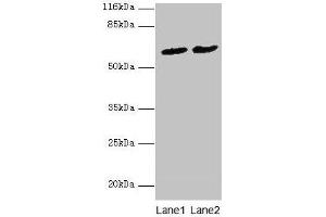 Western blot All lanes: PDZD3 antibody at 2 μg/mL Lane 1: Mouse kidney tissue Lane 2: Mouse heart tissue Secondary Goat polyclonal to rabbit IgG at 1/10000 dilution Predicted band size: 62, 55, 53, 42, 25 kDa Observed band size: 62 kDa (PDZD3 Antikörper  (AA 42-291))