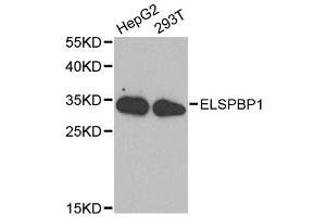 Western blot analysis of extracts of various cell lines, using ELSPBP1 antibody. (ELSPBP1 Antikörper  (AA 1-223))