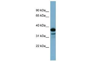anti-FLJ25791 (Middle Region) antibody