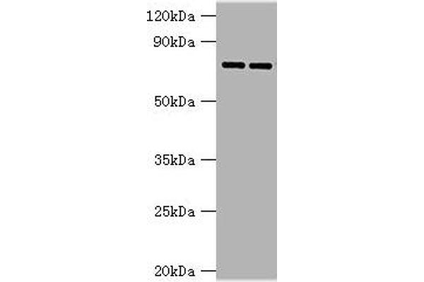 Glucuronidase beta Antikörper  (AA 382-651)