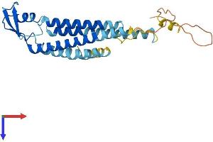 Connexin 31 Protein (AA 1-270) (His tag)