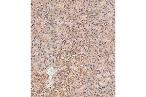 Immunohistochemical analysis of paraffin-embedded human pancreas tissue using (ABIN655750 and ABIN2845194) performed on the Leica® BOND RXm. (NOD1 Antikörper  (C-Term))