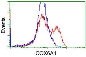 Flow Cytometry (FACS) image for anti-Cytochrome C Oxidase Subunit VIa Polypeptide 1 (COX6A1) antibody (ABIN1497583) (COX6A1 Antikörper)