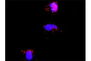 Proximity Ligation Assay (PLA) image for anti-Protein Inhibitor of Activated STAT, 2 (PIAS2) (AA 385-473) antibody (ABIN563927)