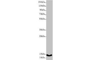 Western blot All lanes: UQCC2 antibody at 1. (MNF1 Antikörper  (AA 14-126))