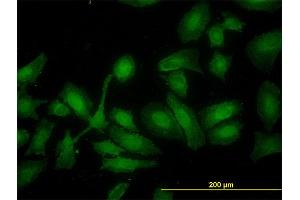 Immunofluorescence (IF) image for anti-Hydroxyacyl-CoA Dehydrogenase (HADH) (AA 205-314) antibody (ABIN561223)