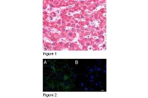 Figure 1: ABIN185213 (5µg/ml) staining of paraffin embedded Human Liver.