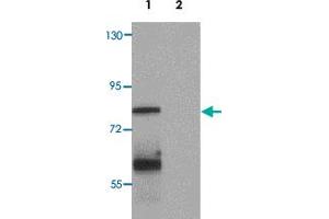 Western blot analysis of MSI2 in EL4 cell lysate with MSI2 polyclonal antibody  at 1 ug/mL. (MSI2 Antikörper  (N-Term))