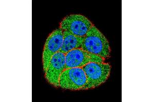 Immunofluorescence (IF) image for anti-X-Ray Repair Complementing Defective Repair in Chinese Hamster Cells 5 (Double-Strand-Break Rejoining) (XRCC5) (AA 424-450) antibody (ABIN655900)