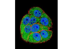 Confocal immunofluorescent analysis of XRCC5 Antibody (Center ) (ABIN655900 and ABIN2845300) with hela cell followed by Alexa Fluor 488-conjugated goat anti-rabbit lgG (green). (XRCC5 Antikörper  (AA 424-450))