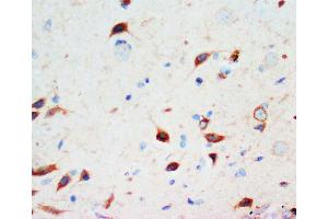 Anti-Secretogranin 3 antibody, IHC(P) IHC(P): Rat Brain Tissue