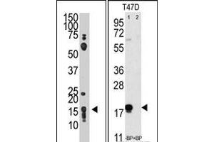 Image no. 1 for anti-CD90 (THY1) (N-Term) antibody (ABIN357443)