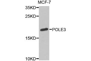 Western blot analysis of extracts of MCF-7 cells, using POLE3 antibody (ABIN5973867) at 1/1000 dilution. (POLE3 Antikörper)