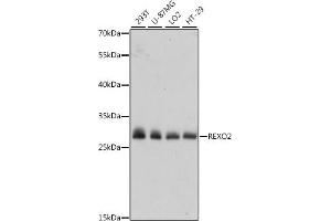 REXO2 Antikörper  (AA 26-237)