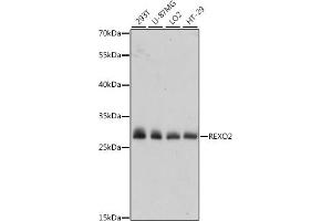 Western blot analysis of extracts of various cell lines, using REXO2 antibody (ABIN7269955) at 1:1000 dilution. (REXO2 Antikörper  (AA 26-237))