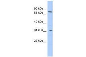 Image no. 1 for anti-Solute Carrier Family 23 (Nucleobase Transporters), Member 2 (SLC23A2) (AA 251-300) antibody (ABIN6740847)