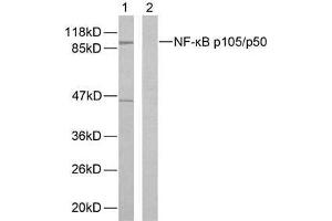 Western blot analysis of extracts from HeLa cells using NF-κB p105/p50 (Ab-893) antibody (E021018). (NFKB1 Antikörper)