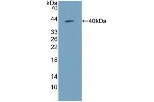 Detection of Recombinant NPY, Human using Polyclonal Antibody to Neuropeptide Y (NPY) (NPY Antikörper  (AA 30-97))