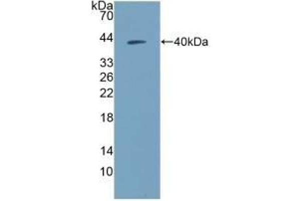 NPY Antikörper  (AA 30-97)