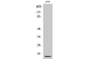 Western Blotting (WB) image for anti-Ribosomal Protein L28 (RPL28) (Internal Region) antibody (ABIN3177236) (RPL28 Antikörper  (Internal Region))
