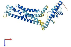 Calcium Homeostasis Modulator 2 (CALHM2) (AA 1-323) protein (His tag)