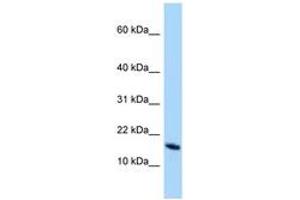 Image no. 1 for anti-OCIA Domain Containing 2 (OCIAD2) (N-Term) antibody (ABIN6748208) (OCIAD2 Antikörper  (N-Term))