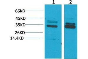 Western Blot (WB) analysis of 1) Mouse Brain Tissue, 2)Rat Brain Tissue, with CLIC4 Rabbit Polyclonal Antibody diluted at 1:2000. (CLIC4 Antikörper)