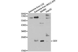 Western blot analysis of extracts of various cell lines, using CD9 antibody. (CD9 Antikörper  (AA 112-195))
