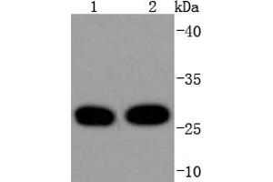 Lane 1: Hela, Lane 2: MCF-7 cell lysates, probed with 14-3-3 Theta (5G1) Monoclonal Antibody  at 1:1000 overnight at 4˚C. (14-3-3 theta Antikörper)