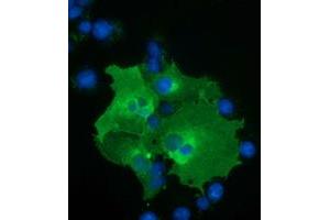 Anti-BTN1A1 mouse monoclonal antibody (ABIN2452839) immunofluorescent staining of COS7 cells transiently transfected by pCMV6-ENTRY BTN1A1 (RC223852). (BTN1A1 Antikörper)